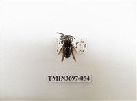 藏品(膜翅目(蜂))的圖片